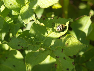 Doryphore attaquant un plant de patate