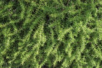 Текстуры растения