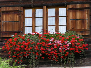 Blumenfenster / Flower window