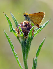 papillon sylvaine (Ochlodes sylvanus)