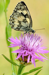 Papillon demi-deuil sur fleur