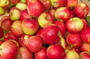 Fototapeta na wymiar frische Äpfel auf dem Wochenmarkt