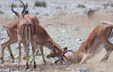 Schwarznasenimpalas (Aepyceros melampus)