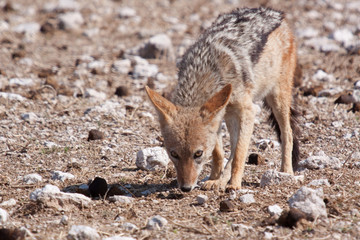 Schabrackenschakal (Canis mesomelas)
