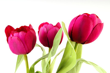 Fototapeta premium künstliche tulpen #3