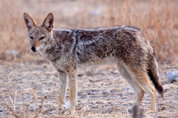 Schabrackenschakal (Canis mesomelas)