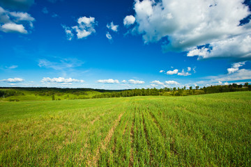 summer landscape vertical
