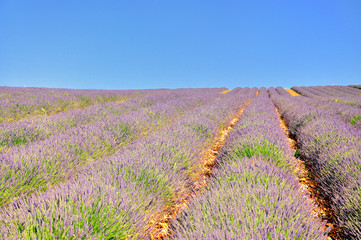 Lavande de Provence en France