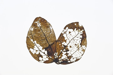 Blatt Bauhinia