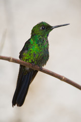 Fototapeta na wymiar Kolibry z Kostaryki, Brilliant Green-koronowany