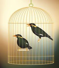 Oiseaux myna en cage