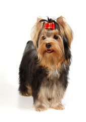 Puppy of the Yorkshire Terrier isolated on white