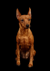 Red Miniature Pinscher isolated on black