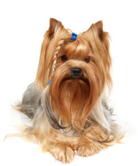 Yorkshire Terrier with braid