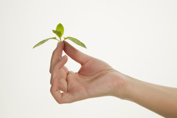 Hand holding fresh mint leaf.