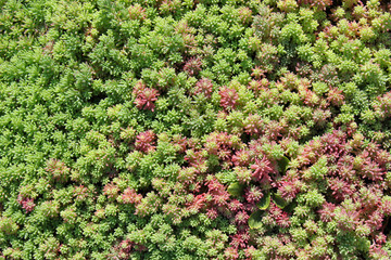 Текстуры растения