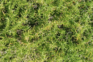 Текстуры растения