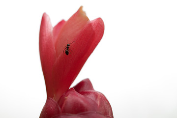 Ant on a flower - 25020551