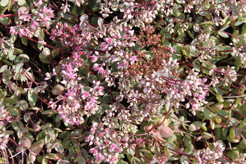 Текстуры растения