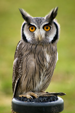 owl