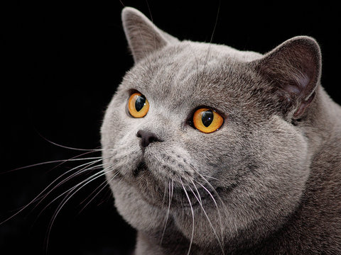Britisch Kurzhaar Katze