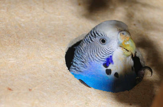 Parrocchetto Ondulato (Melopsittacus undulatus)