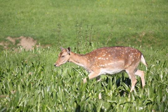 Auf der Jagd