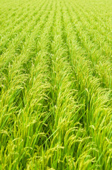 Fototapeta na wymiar Rośliny ryżu kołyszące się na wietrze