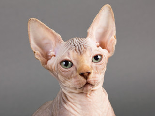 Sphinx