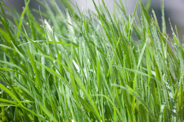 grass with dew