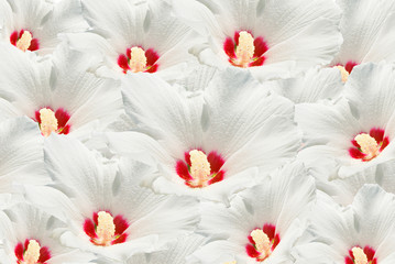 Many white flower