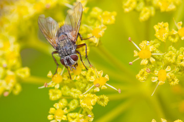 Macro of a fly