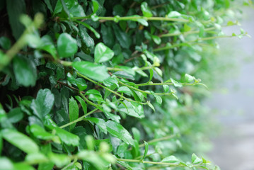 Fototapeta na wymiar close-up of the leaf in the garden
