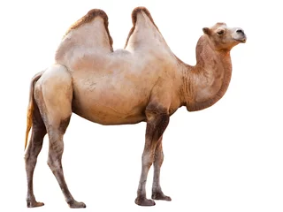 Tuinposter kameel © Roman Gorielov