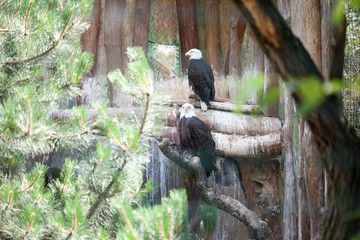 white-eagle sitting on a branch