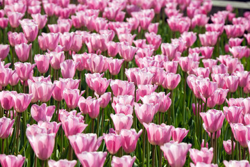 Obraz premium Pink tulips