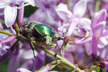 beetle and liliac