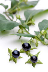 Tollkirsche (Atropa belladonna) - Beeren vor Ast mit Blättern