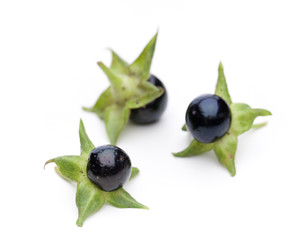 Tollkirsche (Atropa belladonna) - 3 reife Beeren