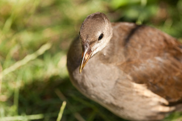 gray bird on a background of green grass