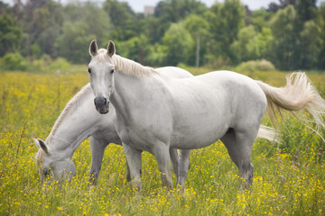 Obraz na płótnie Canvas Beautiful white horses