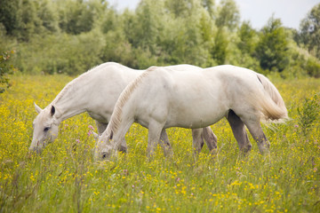 Obraz na płótnie Canvas Beautiful white horses