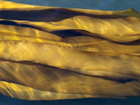Giant Bull Kelp Fronds