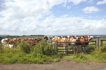 friendly cattle