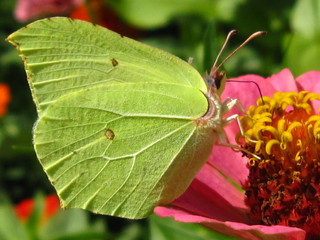 Zitronenfalter auf Nektarsuche