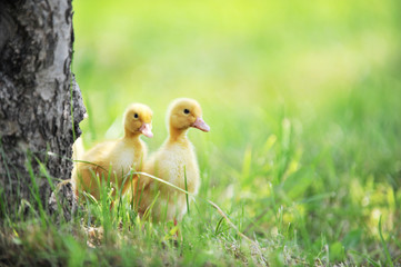 two fluffy chicks