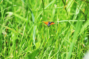 red butterfly