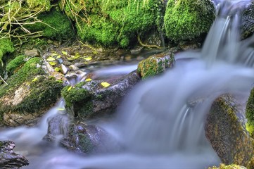 Fluir en Muniellos