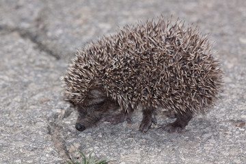 Young Eastern European Hedgehog (Erinaceus concolor) © Cosmin Manci
