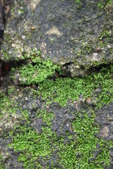 moss in the garden